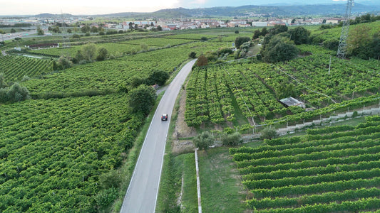 Vineyard Road with Car, Soave, Italy